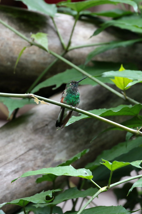 Stripe-tailed Hummingbird